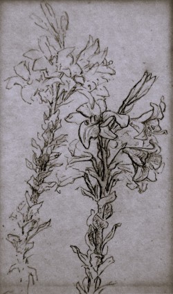 Moliterno 1834 – Napoli 1917 </br>Studio</br> Matita su carta (mm 125 x 80)