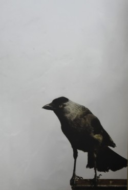 Milano 1933</br> </br>Quadri specchianti (cm 41 x 33)