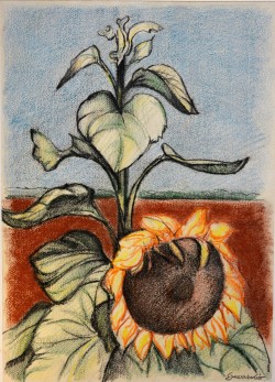 Matera 1932 – 1996</br> Il girasole </br>Pastelli su carta (mm 490 x 350)